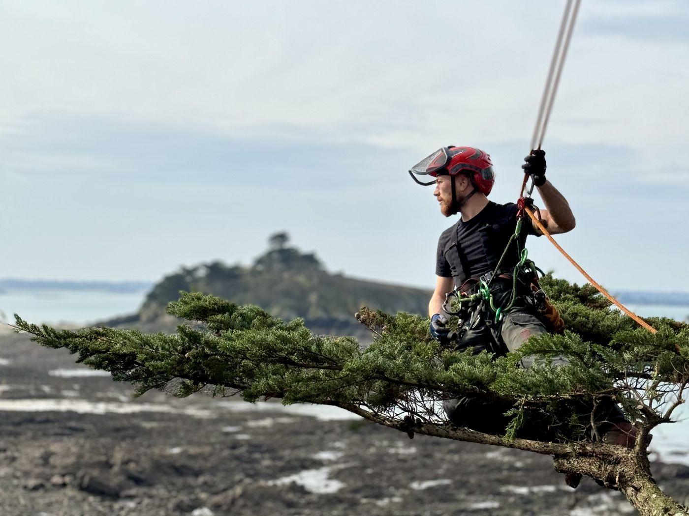Élagueur-grimpeur Buet Environnement dans un conifère en bord de mer