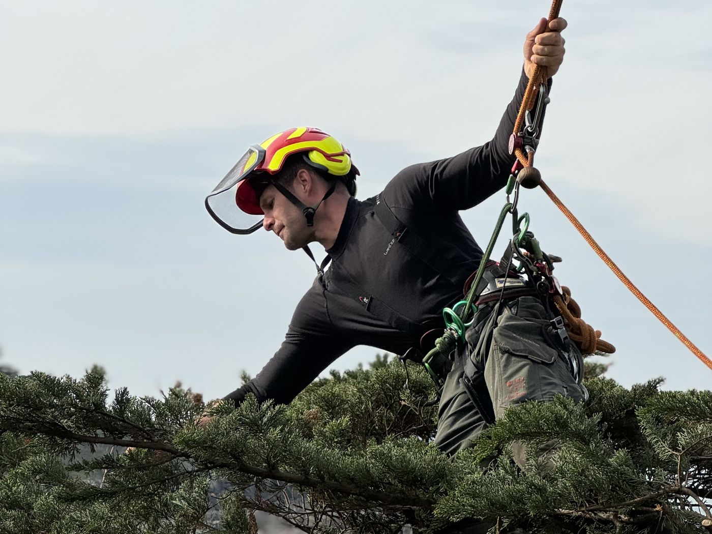 Descente d’une branche en rétention par les élagueurs de Buet Environnement en bord de mer