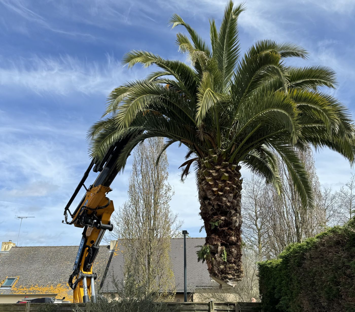Dépose d’un palmier à la grue par les élagueurs de Buet Environnement