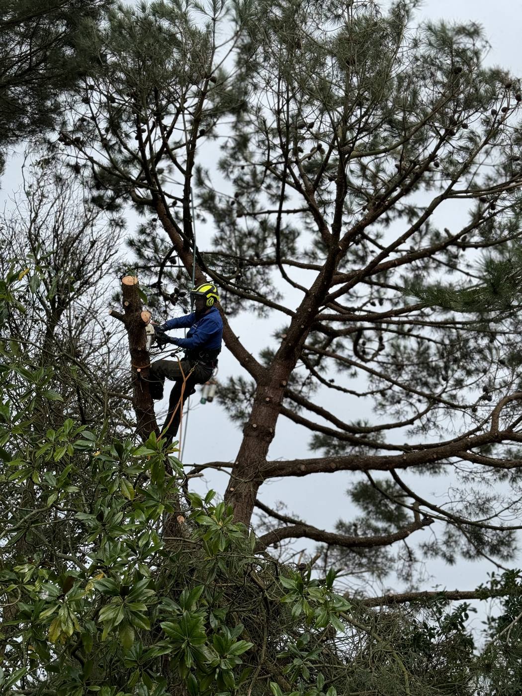 Arboriste grimpeur en hauteur dans un grand pin