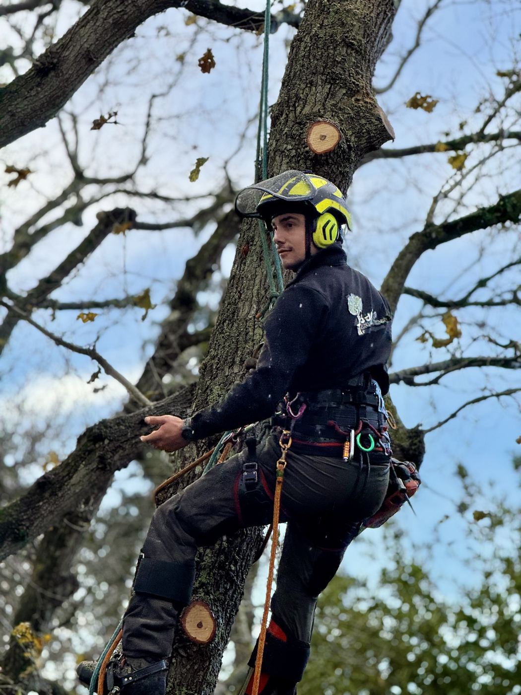 Arboriste grimpeur encordé dans un chêne